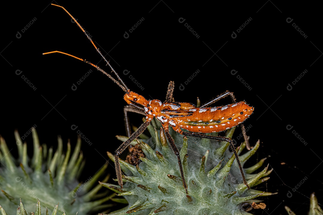 Assassin Bug Ninfa da Tribo Harpactorini.