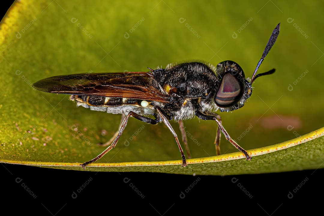 Mosca Soldado Adulto Pequeno do Gênero Hoplitimyia.