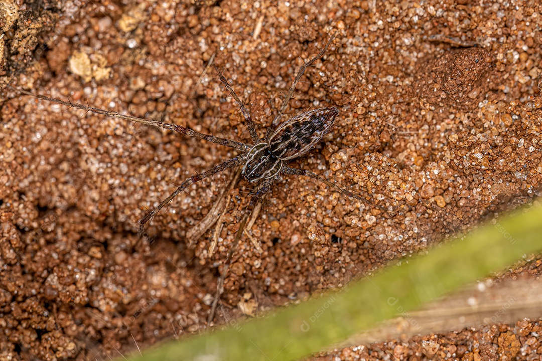 Pequena aranha de teia de berçário do gênero Architis.