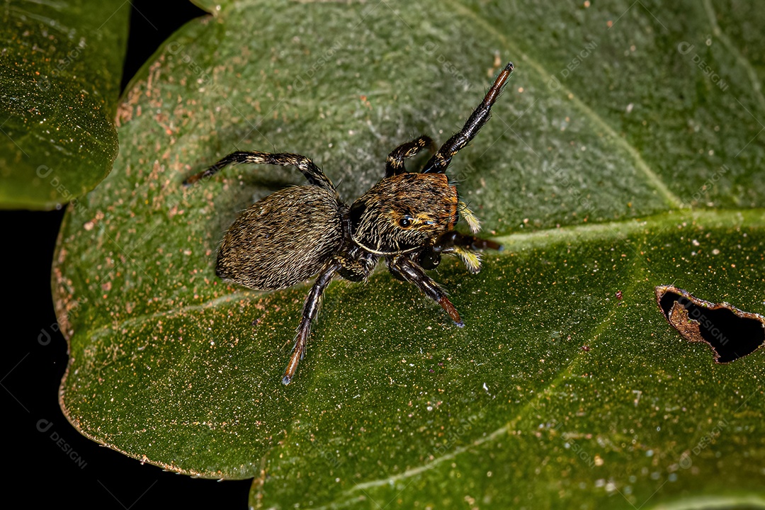 Pequena aranha saltadora do gênero Phiale.