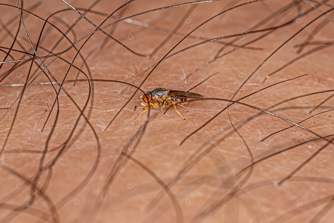 Mosca-frita adulta da família Chloropidae.