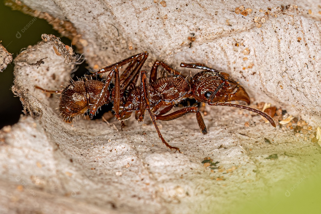 Formiga Ectatommine Fêmea Adulta do Gênero Ectatomma.