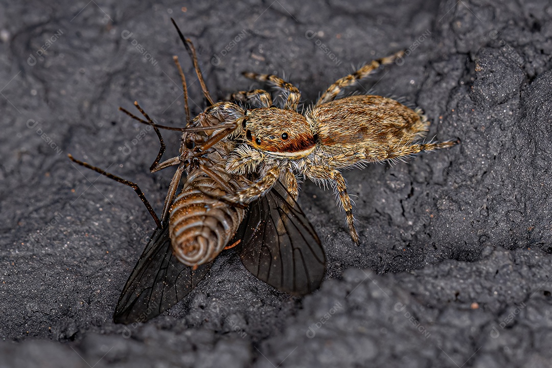 Pequena aranha saltadora cinzenta da espécie Menemerus bivittatus atacando uma mosca-abelha adulta da família Bombyliidae.