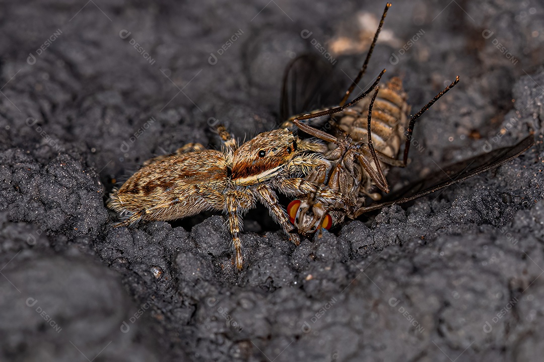 Pequena aranha saltadora cinzenta da espécie Menemerus bivittatus atacando uma mosca-abelha adulta da família Bombyliidae.
