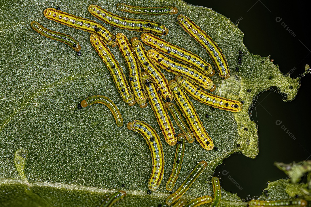 Grande Lagarta da Borboleta Branca do Sul da espécie Ascia monuste.