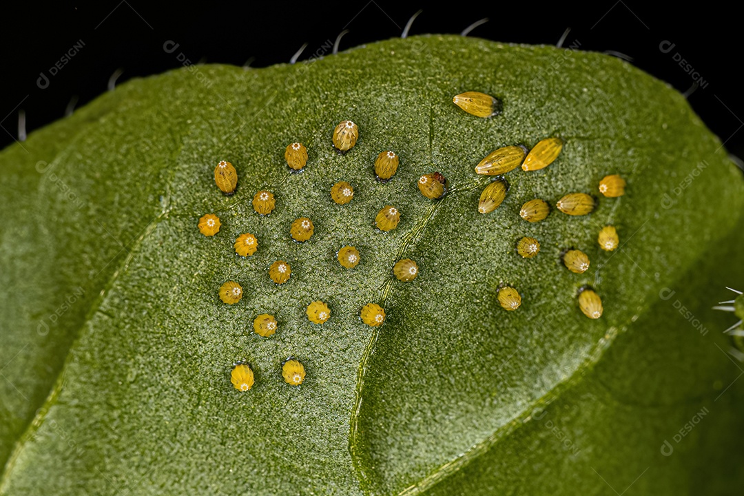 Grandes Ovos de Borboleta Branca do Sul da espécie Ascia monuste.