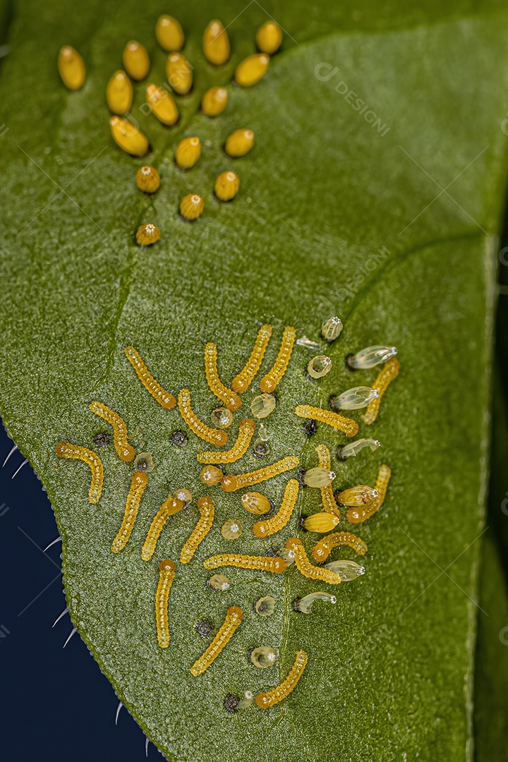Lagarta da Grande Borboleta Branca do Sul e Ovos da espécie Ascia monuste.