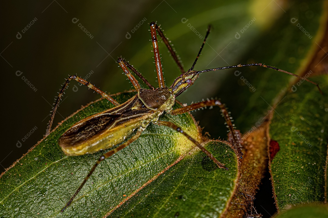 Inseto Assassino Adulto do Gênero Zelus.