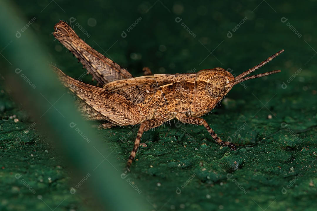 Ninfa de gafanhoto de cara oblíqua estridente do gênero Orphulella.