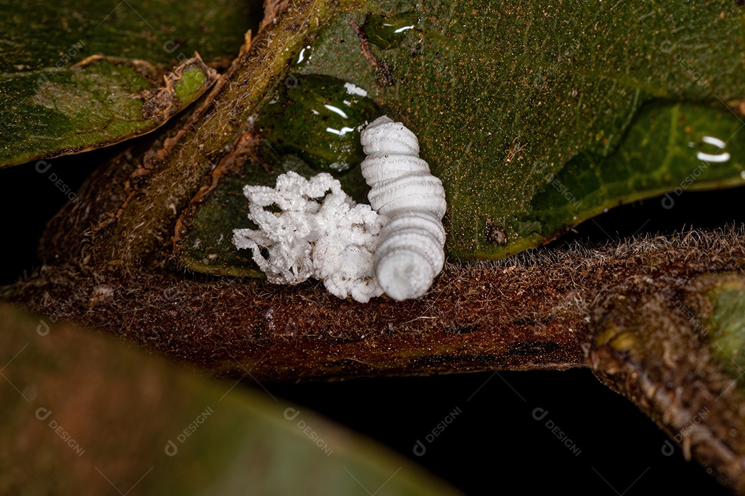 Flatid Ninfa de inseto da família flatidae.