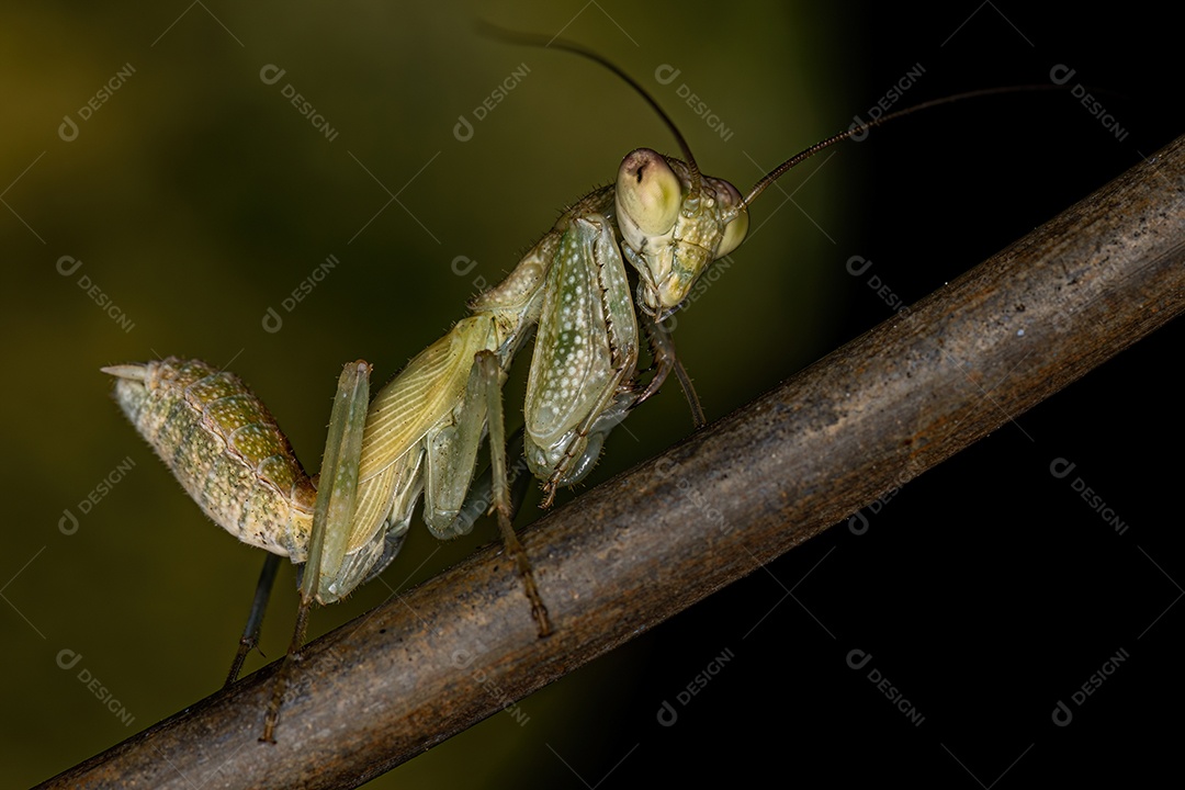 Ninfa Acontistid Mantis do Gênero Metaphotina.