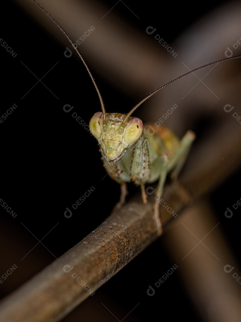 Ninfa Acontistid Mantis do Gênero Metaphotina.