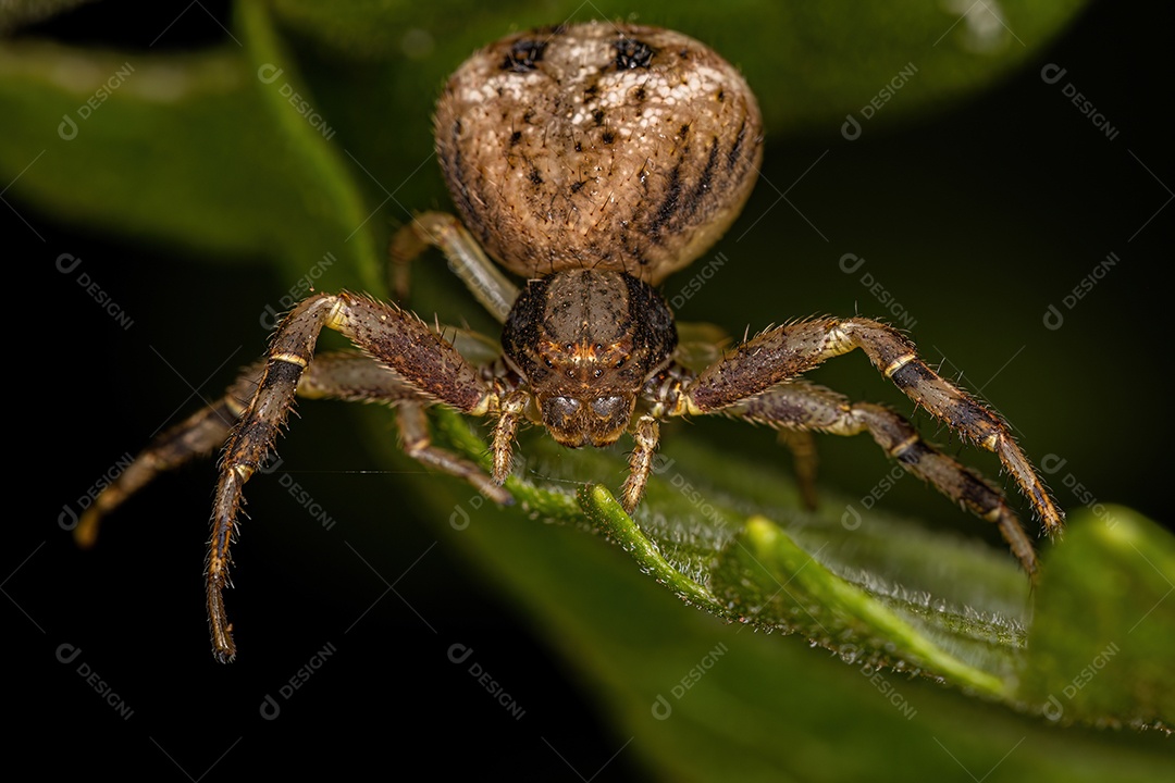 Aranha Caranguejo Fêmea Pequena da Família Thomisidae.