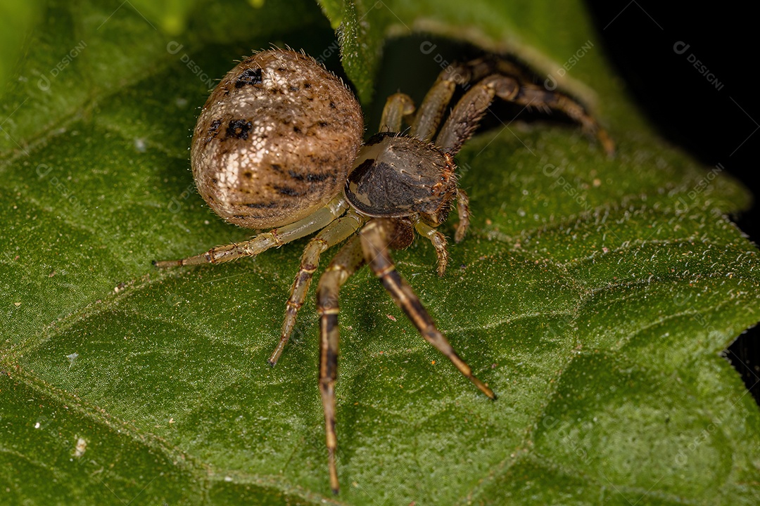 Aranha Caranguejo Fêmea Pequena da Família Thomisidae.