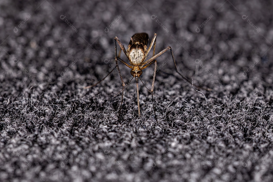 Mosquito culinário adulto da espécie Aedes scapularis.