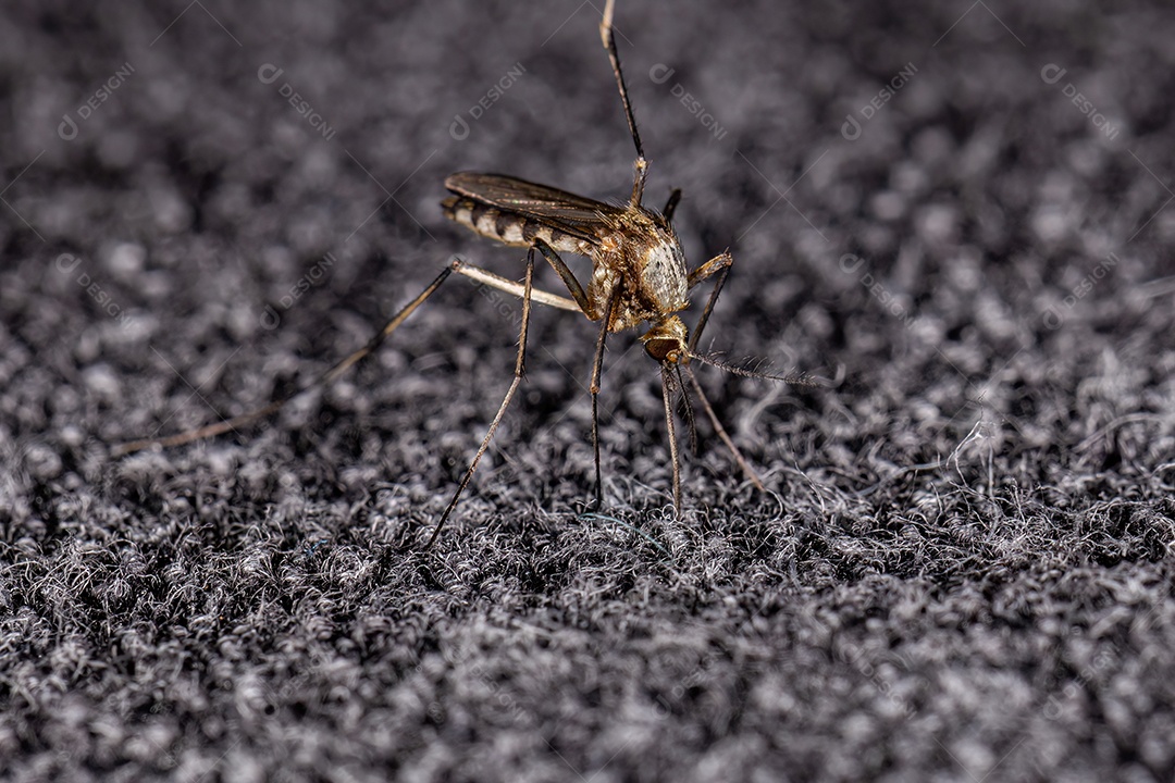 Mosquito culinário adulto da espécie Aedes scapularis.