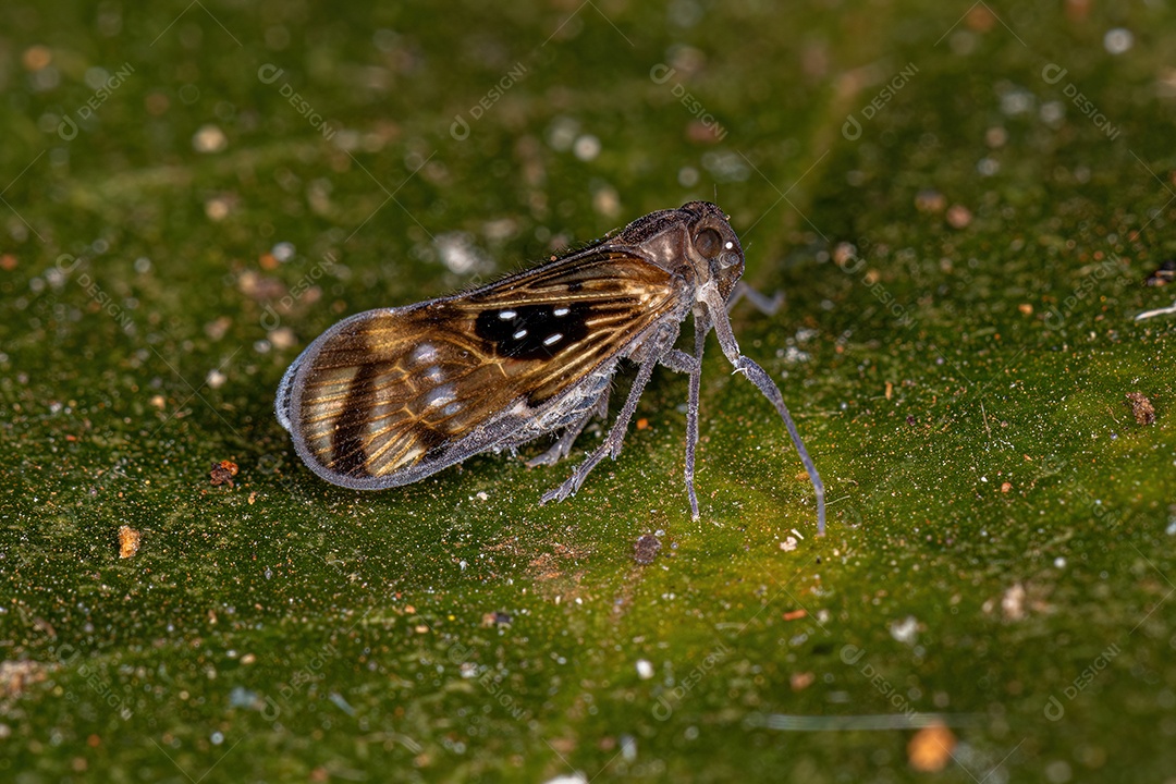 Inseto Cigarrinha Adulto Pequeno da Espécie Pintalia constellaris.