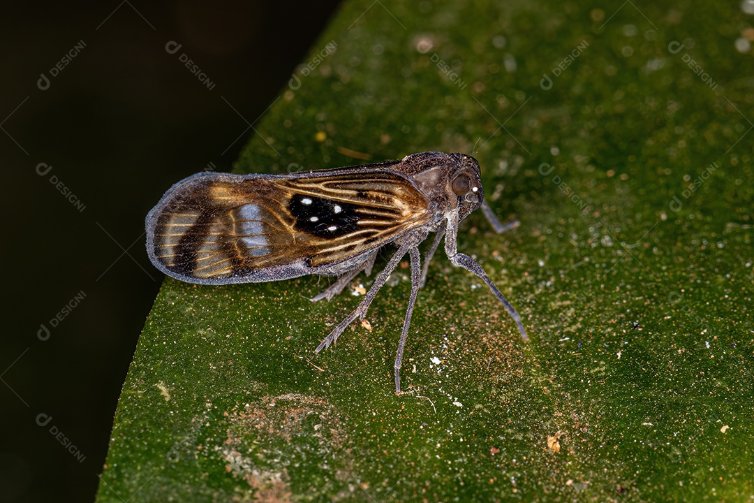 Inseto Cigarrinha Adulto Pequeno da Espécie Pintalia constellaris.