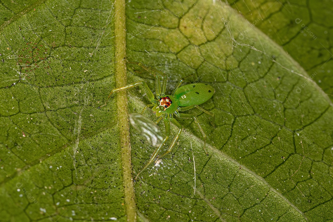 Aranha saltadora verde translúcida fêmea adulta do gênero Lyssomanes.