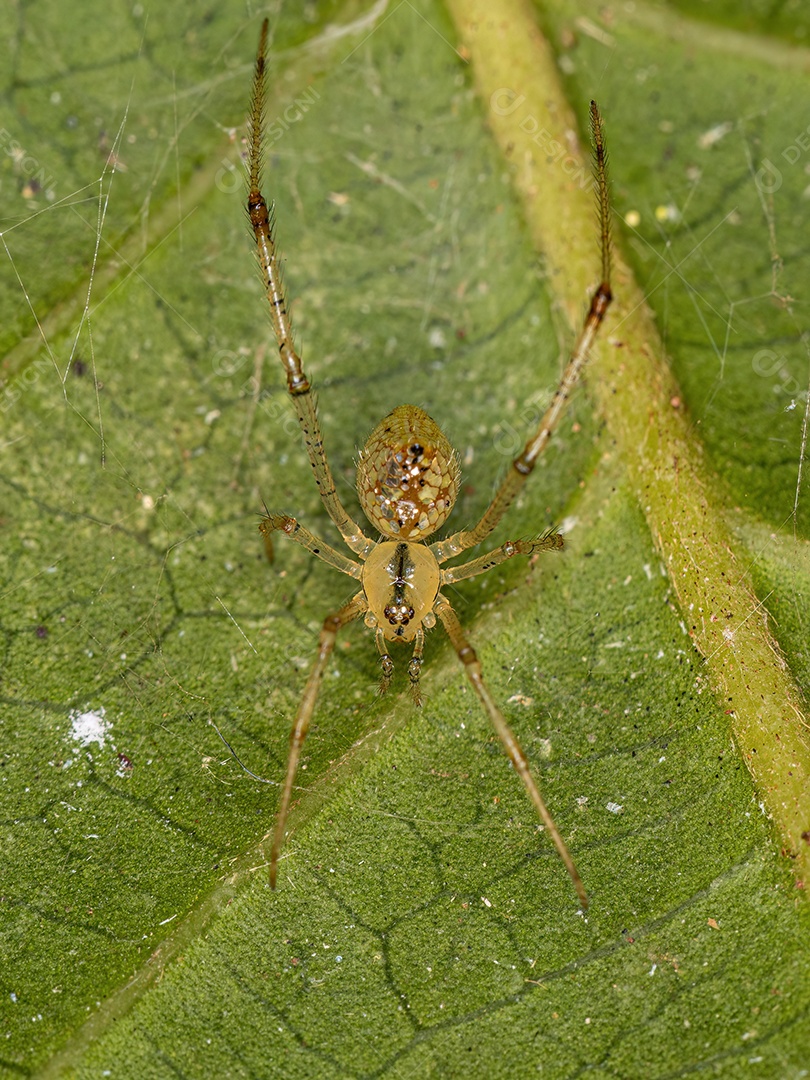 Pequena aranha bola de espelhos do gênero Thwaitesia.