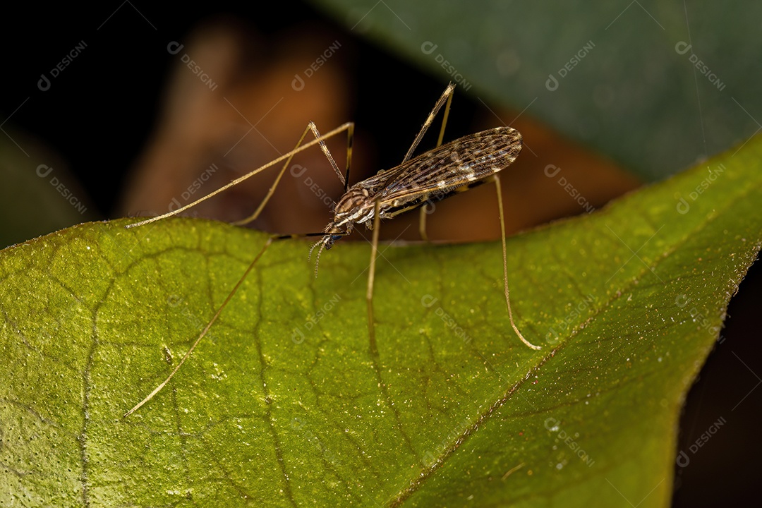 Mosca limonídea adulta da família Limoniidae.