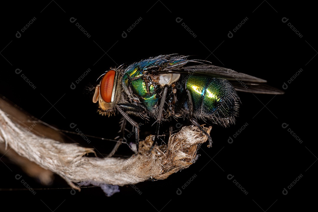 Mosca varejeira adulta do gênero Lucilia.