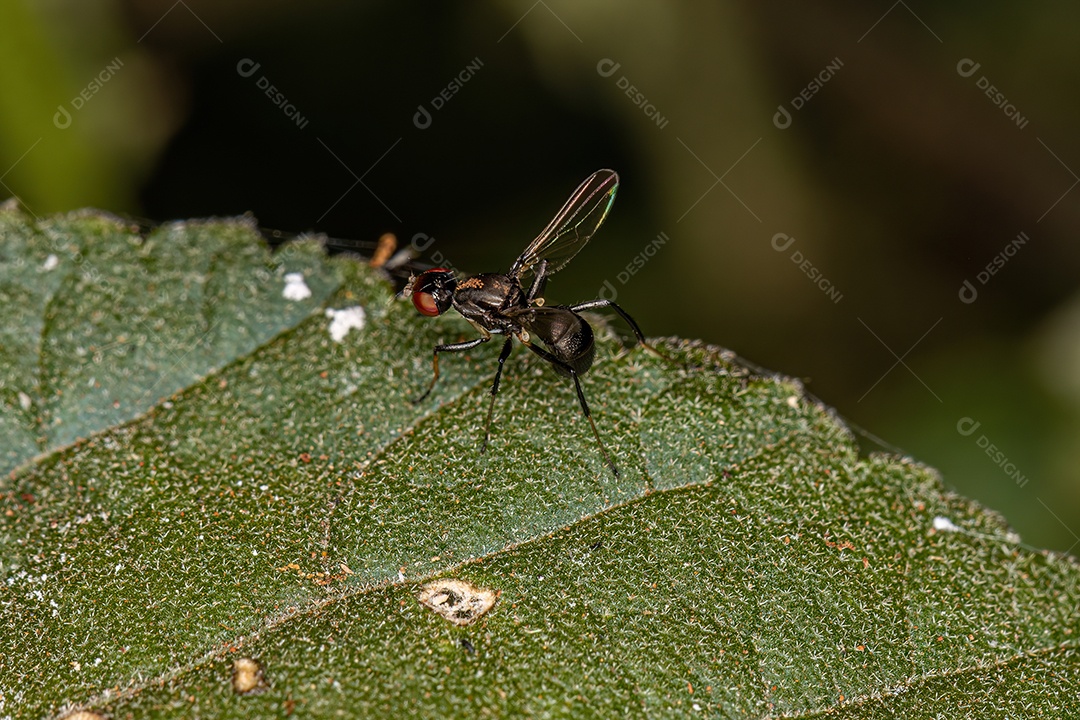 Mosca necrófaga negra adulta da família Sepsidae.
