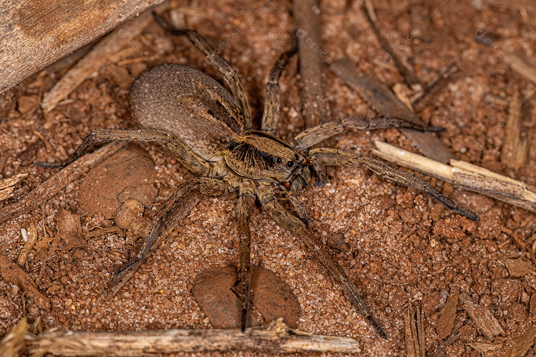 Pequena aranha-lobo da família Lycosidae.