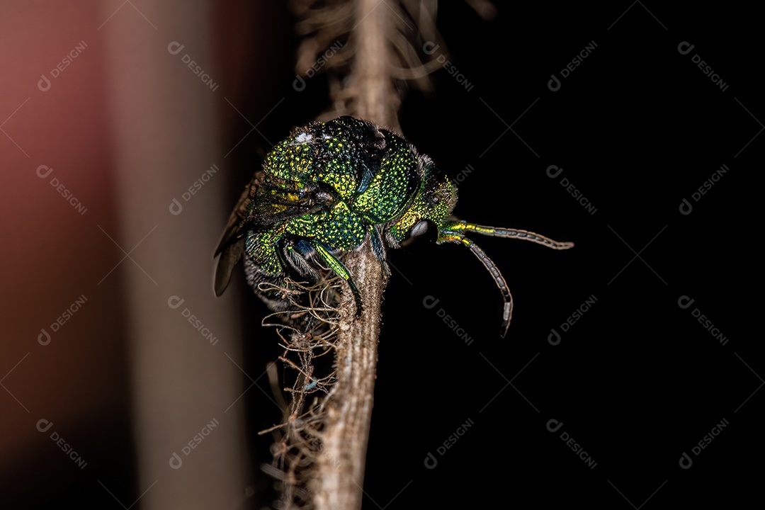 Vespa cuco adulta da família Chrysididae.