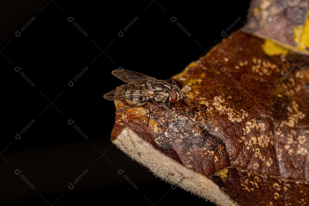 Mosca doméstica adulta do gênero Stomoxys.