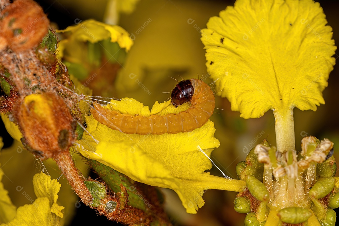 Pequena larva de mariposa da Ordem Lepidoptera.