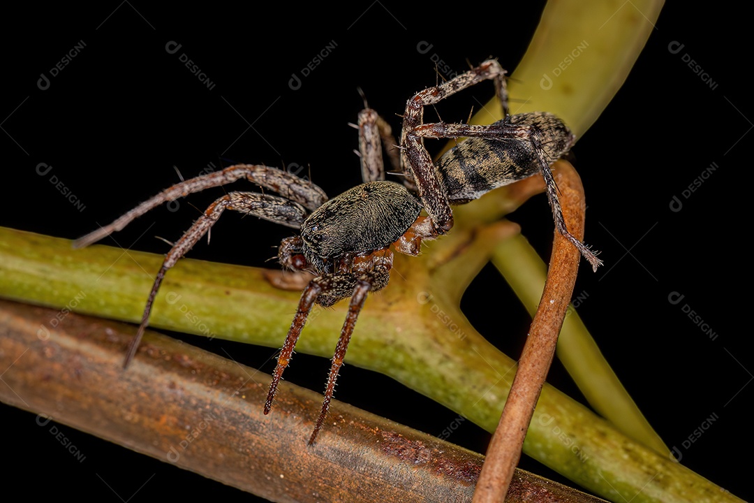 Aranha Saco Imitadora de Formigas Macho Adulto do Gênero Castianeira.