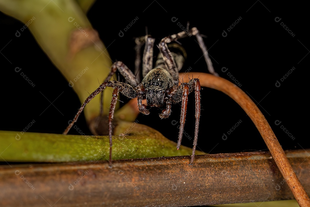 Aranha Saco Imitadora de Formigas Macho Adulto do Gênero Castianeira.