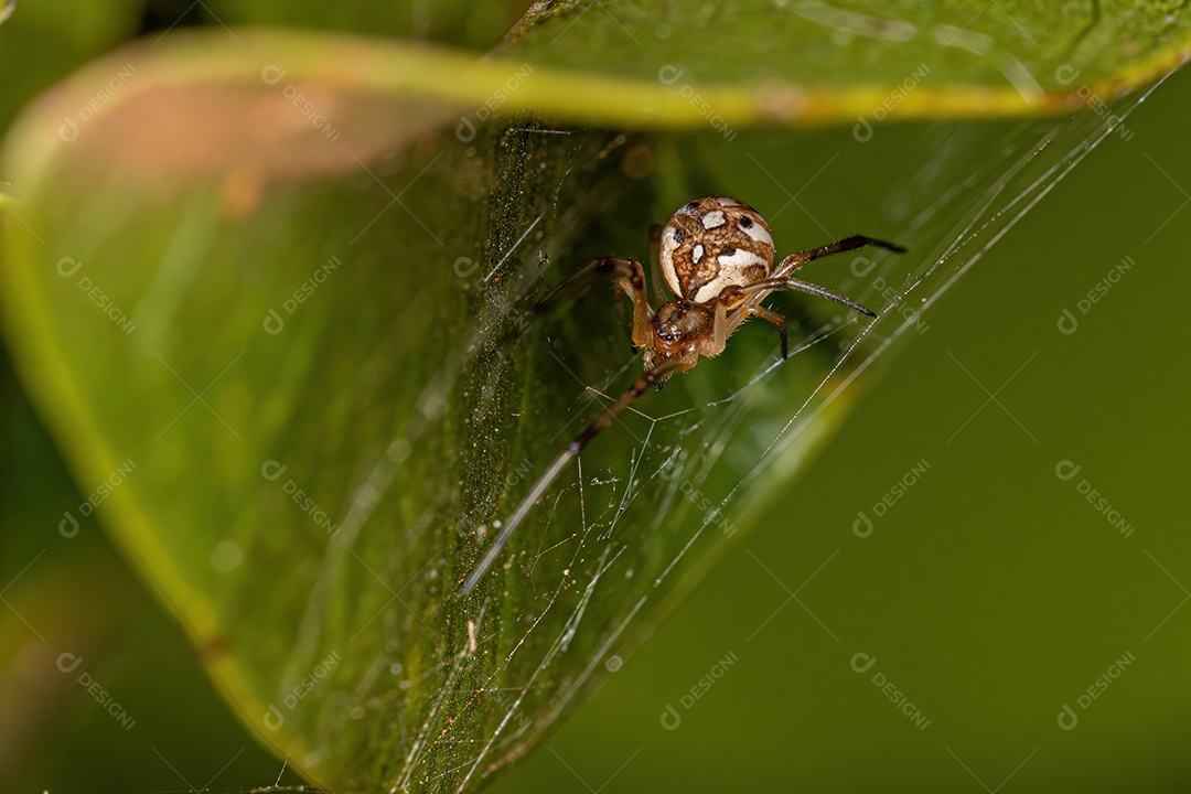 Pequena Aranha Viúva Marrom Fêmea da espécie Latrodectus geometricus.