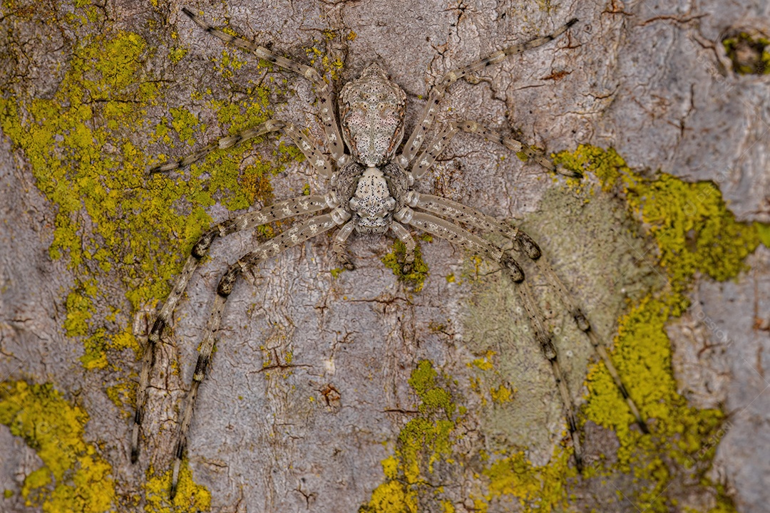 Aranha Caranguejo Fêmea Pequena da Família Thomisidae.