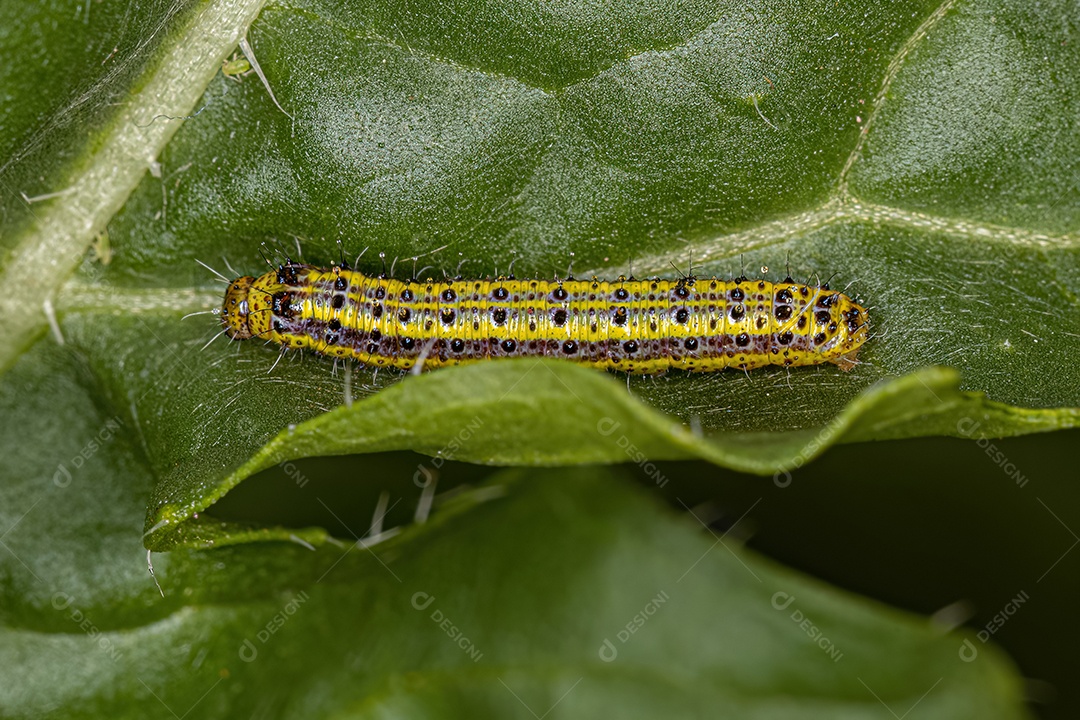 Grande Lagarta da Borboleta Branca do Sul da espécie Ascia monuste.
