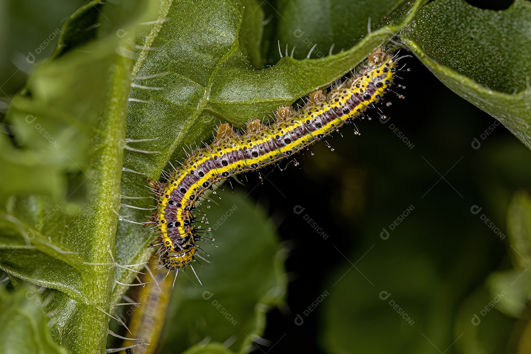 Grande Lagarta da Borboleta Branca do Sul da espécie Ascia monuste.