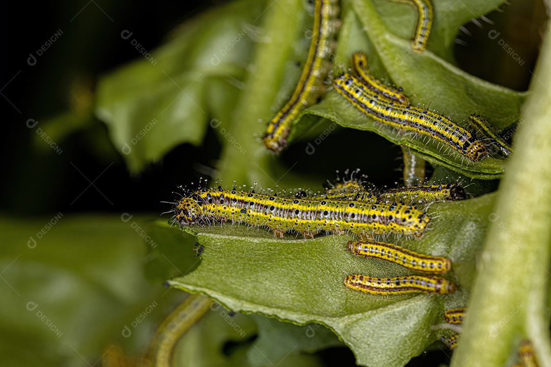 Grande Lagarta da Borboleta Branca do Sul da espécie Ascia monuste.