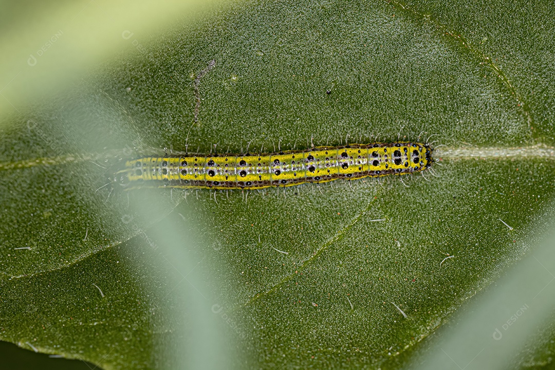 Grande Lagarta da Borboleta Branca do Sul da espécie Ascia monuste.