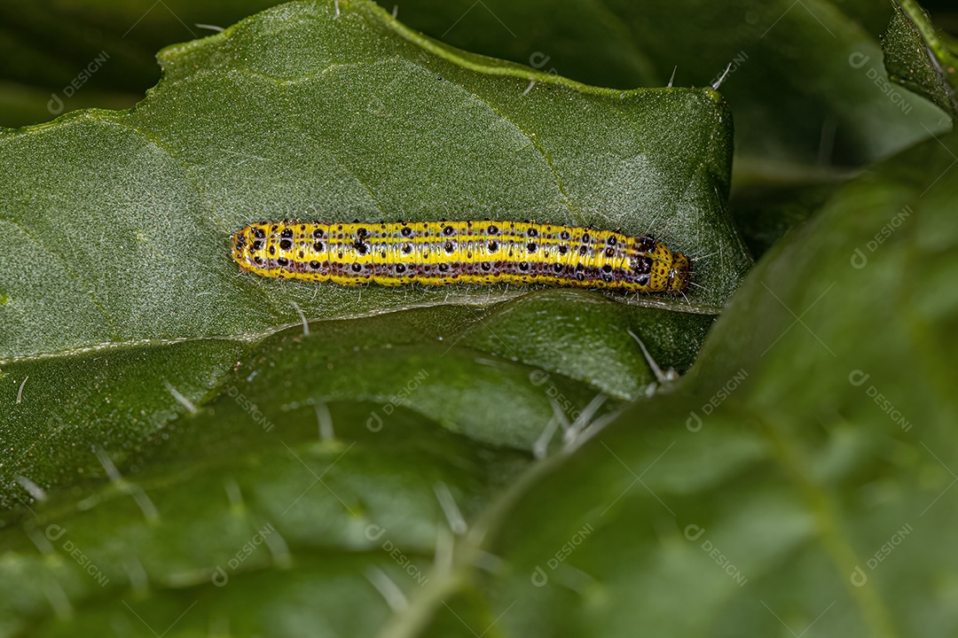 Grande Lagarta da Borboleta Branca do Sul da espécie Ascia monuste.