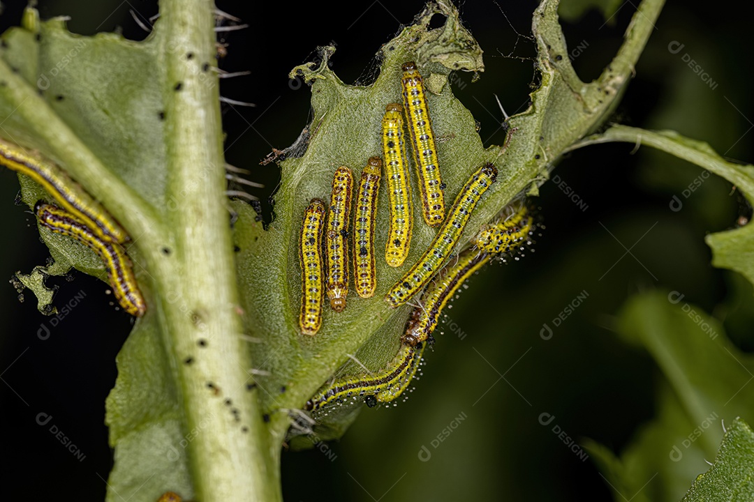 Grande Lagarta da Borboleta Branca do Sul da espécie Ascia monuste.