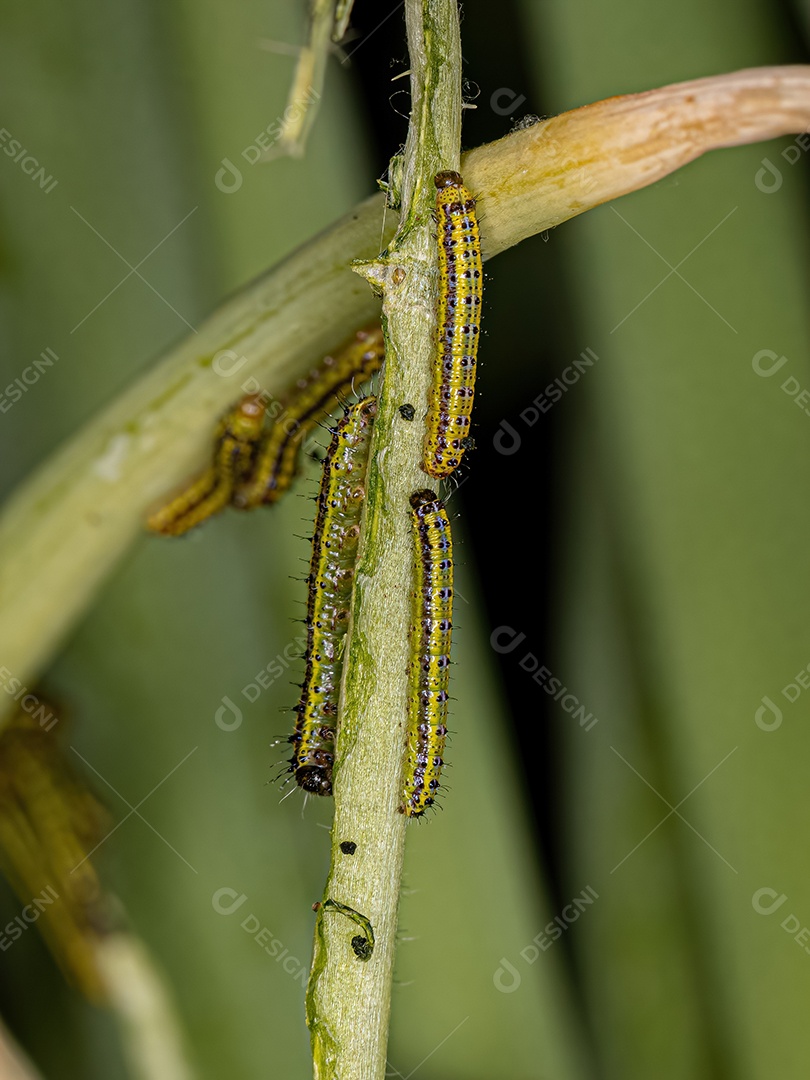 Grande Lagarta da Borboleta Branca do Sul da espécie Ascia monuste.