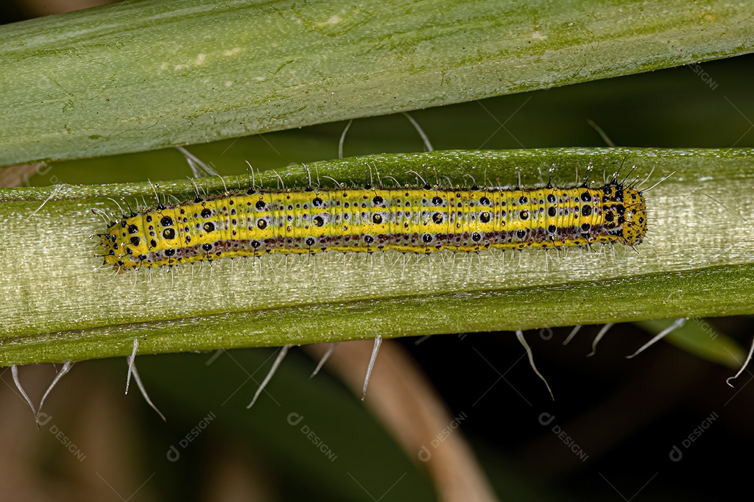 Grande Lagarta da Borboleta Branca do Sul da espécie Ascia monuste.