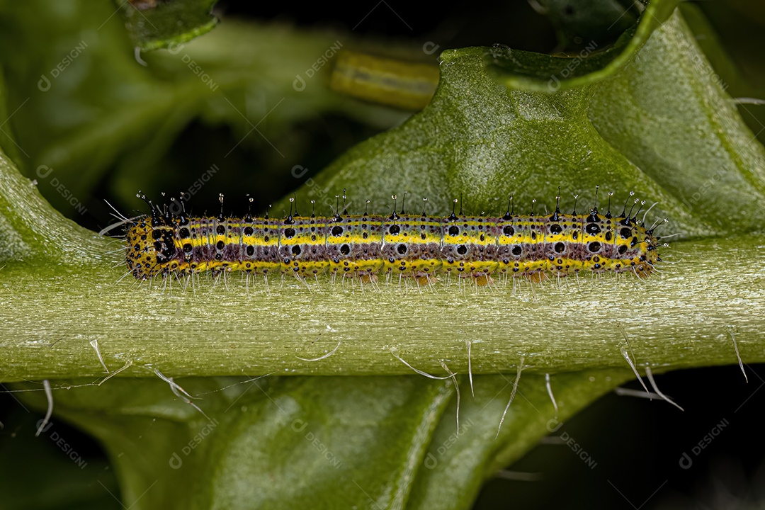 Grande Lagarta da Borboleta Branca do Sul da espécie Ascia monuste.