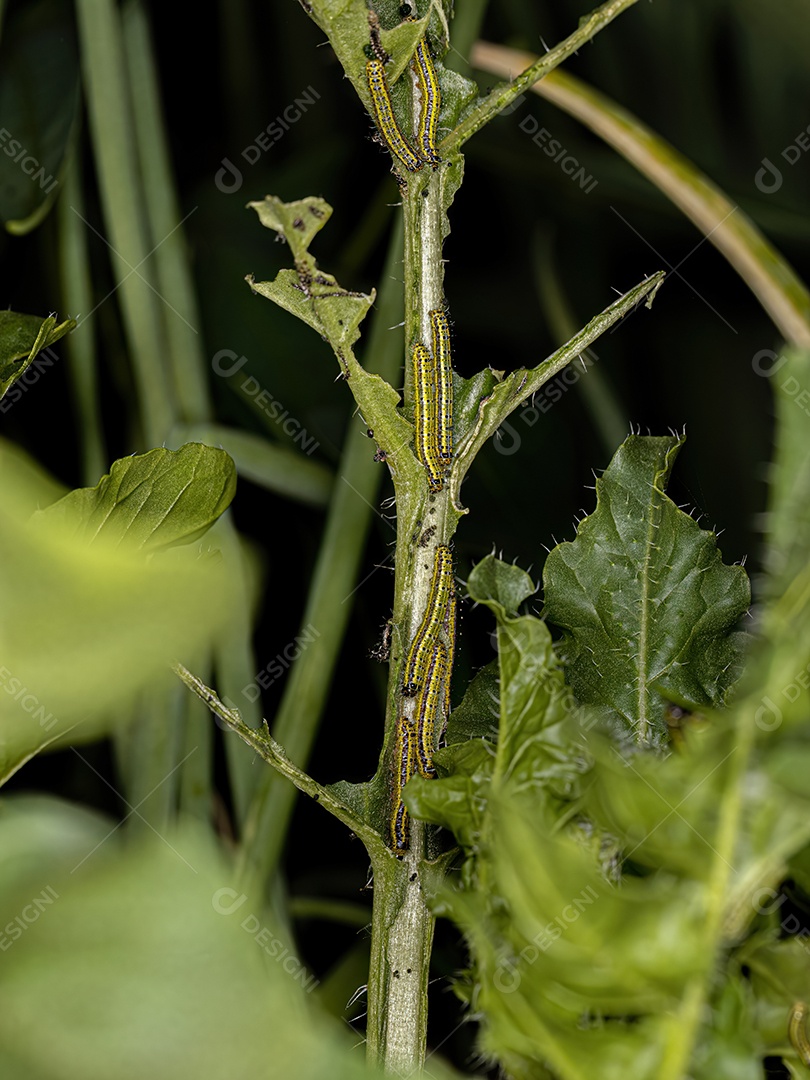 Grande Lagarta da Borboleta Branca do Sul da espécie Ascia monuste.