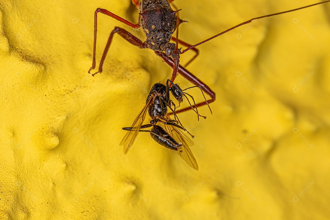 Inseto Assassino Adulto da Espécie Heza binotata atacando uma Formiga Carpinteira Alada Macho Adulto do gênero Camponotus.