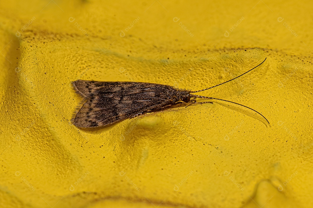 Inseto Caddisfly Adulto da Ordem Trichoptera.