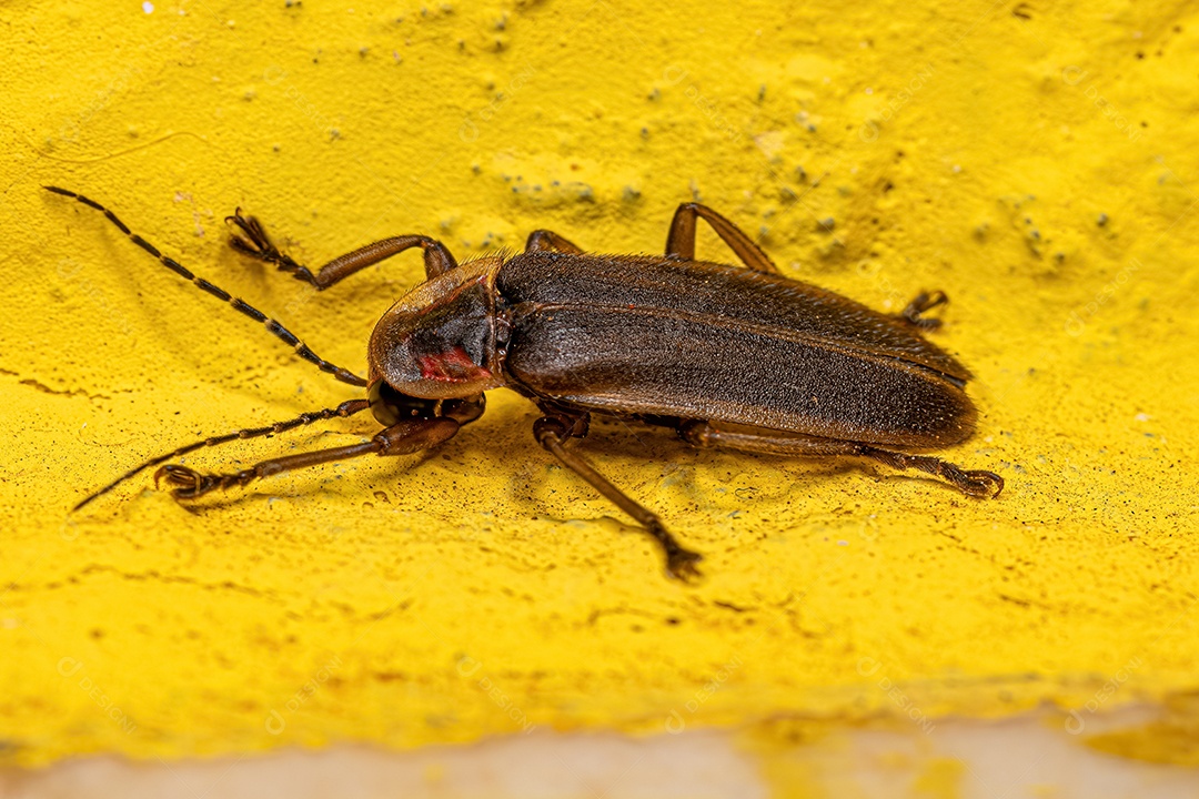 Besouro vaga-lume adulto da família Lampyridae.