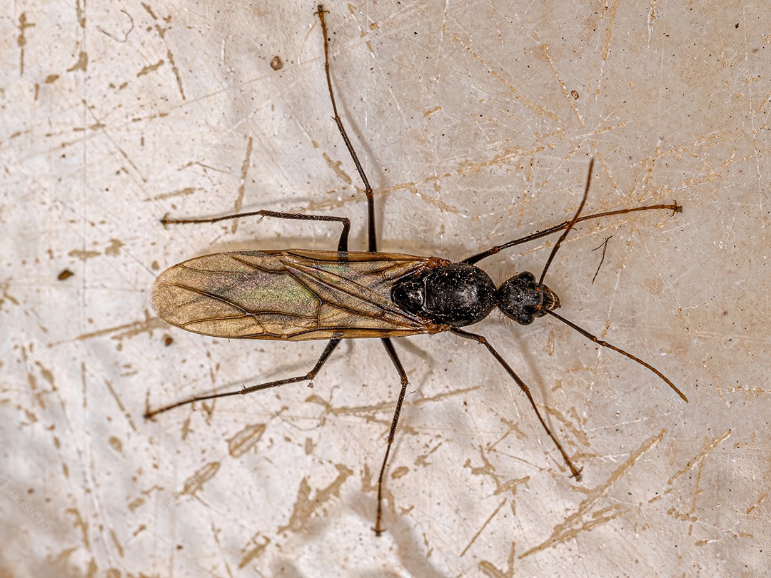 Macho adulto da formiga carpinteira alada do gênero Camponotus.