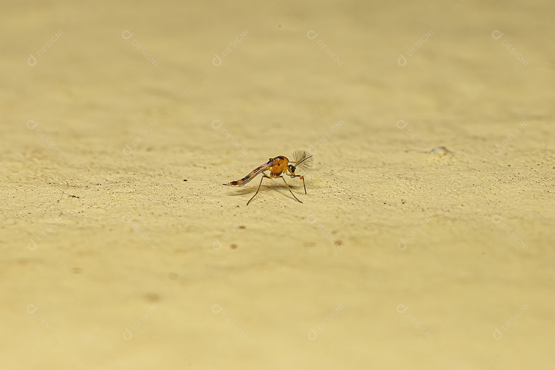 Midge não mordedor adulto da família Chironomidae.